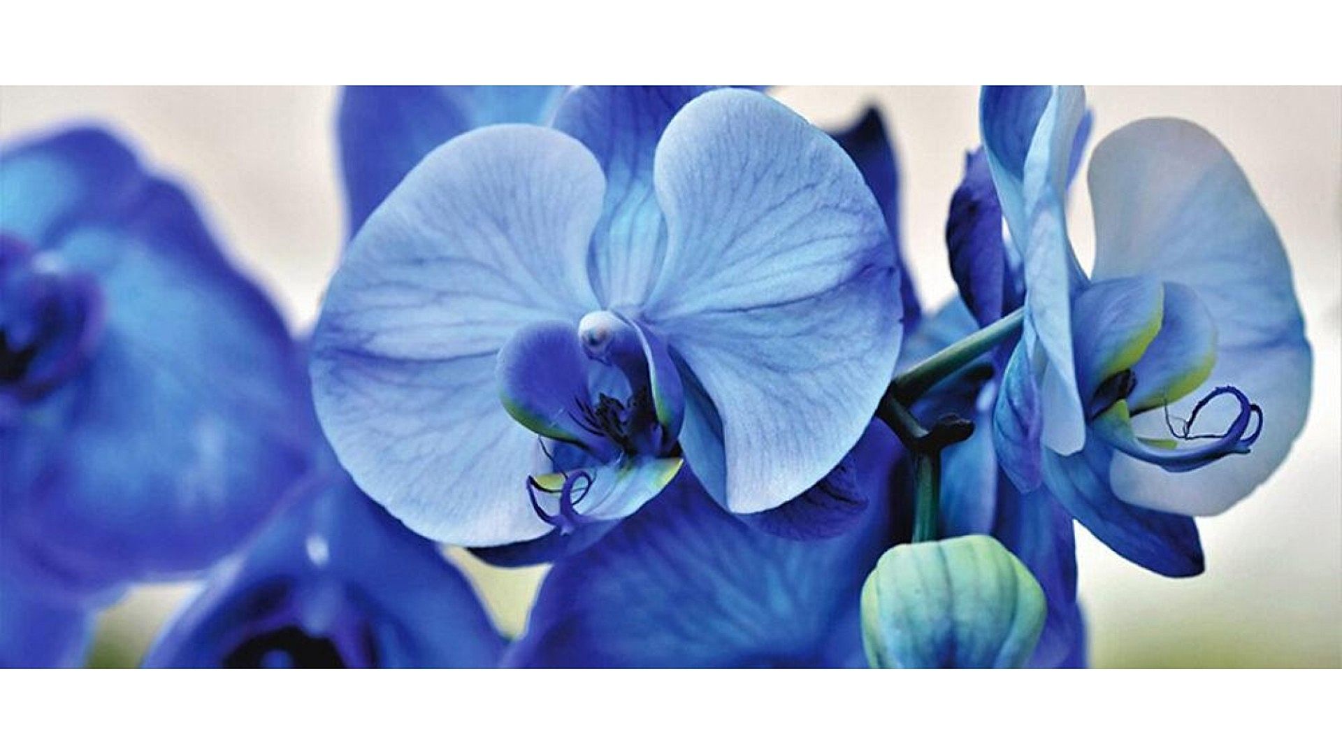 https://tipob9t.wwweees.com/image/cache/catalog/blog-image/orkide-cicegi-anlamii-1920x1080.jpg