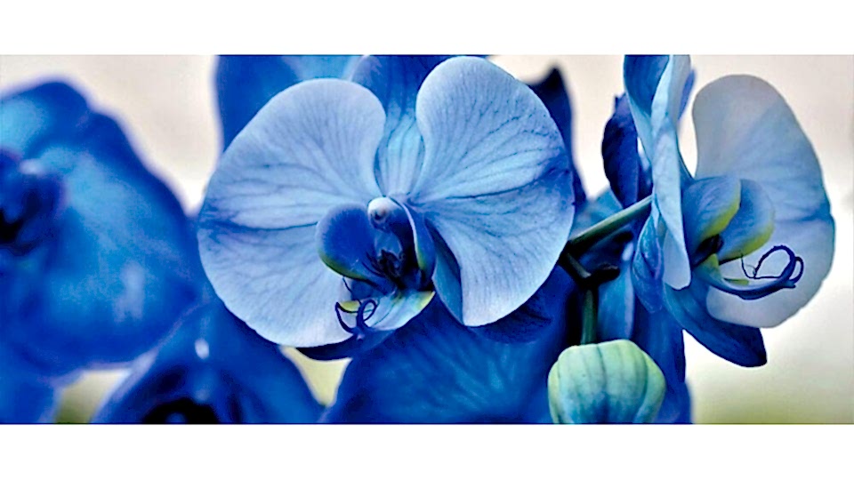 Orkide Çiçeği Anlamı (Phalaenopsis)