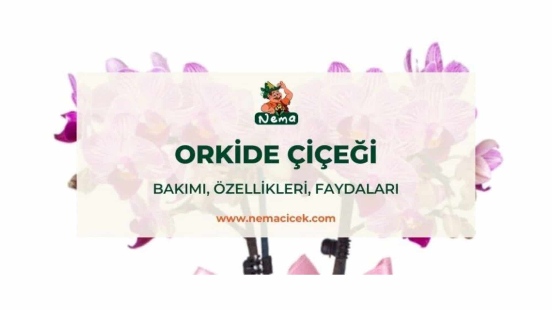 https://tipob9t.wwweees.com/image/cache/catalog/blog-image/orkide-cicegi-nemacicek-blog-1920x1080.jpg