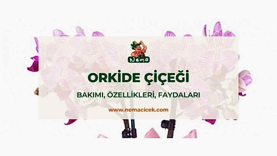 Orkide Çiçeği (Orchidaceae) Bakımı, Özellikleri, Faydaları
