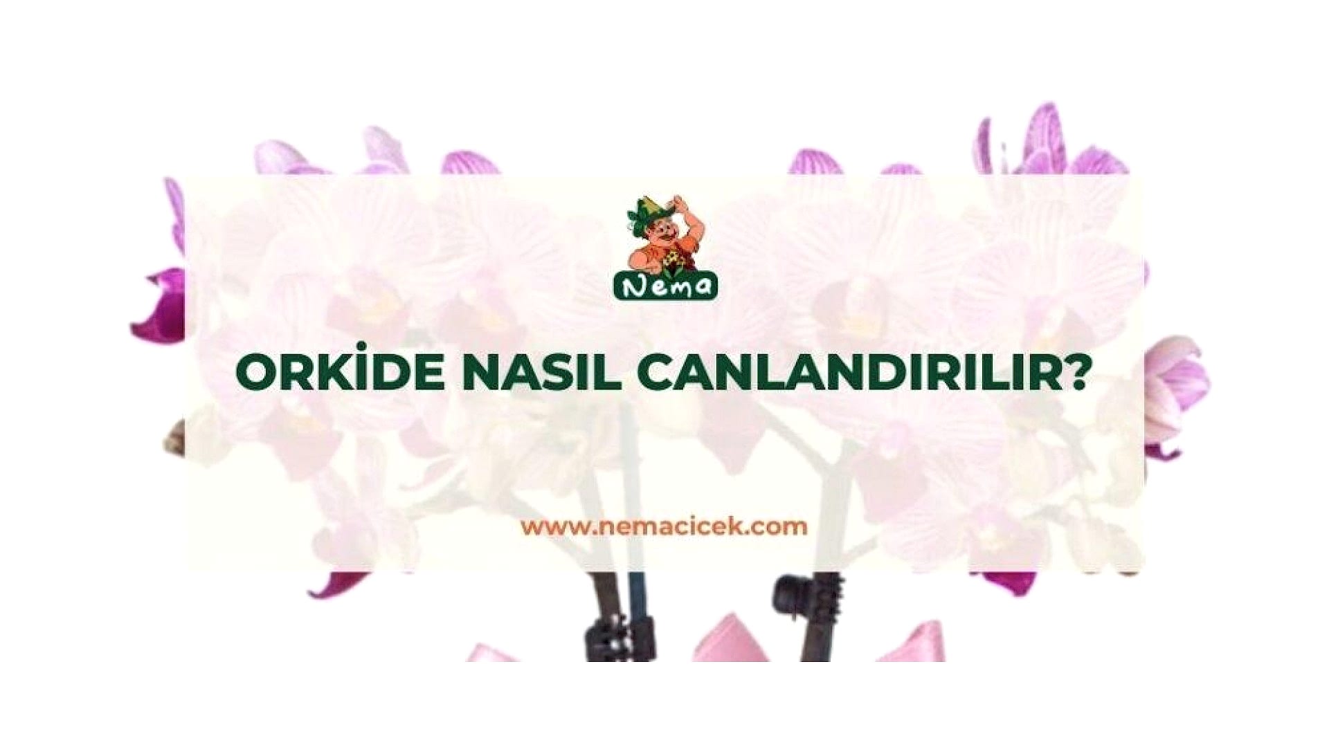 https://tipob9t.wwweees.com/image/cache/catalog/blog-image/orkide-nasil-canlandirilir-nemacicek-blog-1-1920x1080.jpg