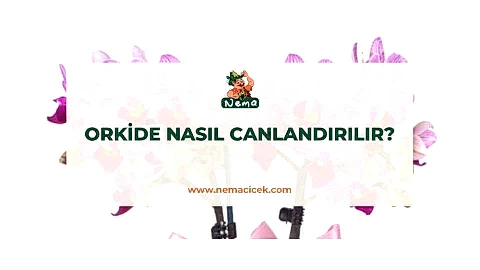 Orkide Nasıl Canlandırılır?