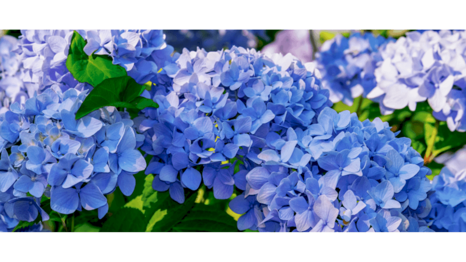 https://tipob9t.wwweees.com/image/cache/catalog/blog-image/ortanca-cicegi-tipob9t.wwweees.com-22-1920x1080.png