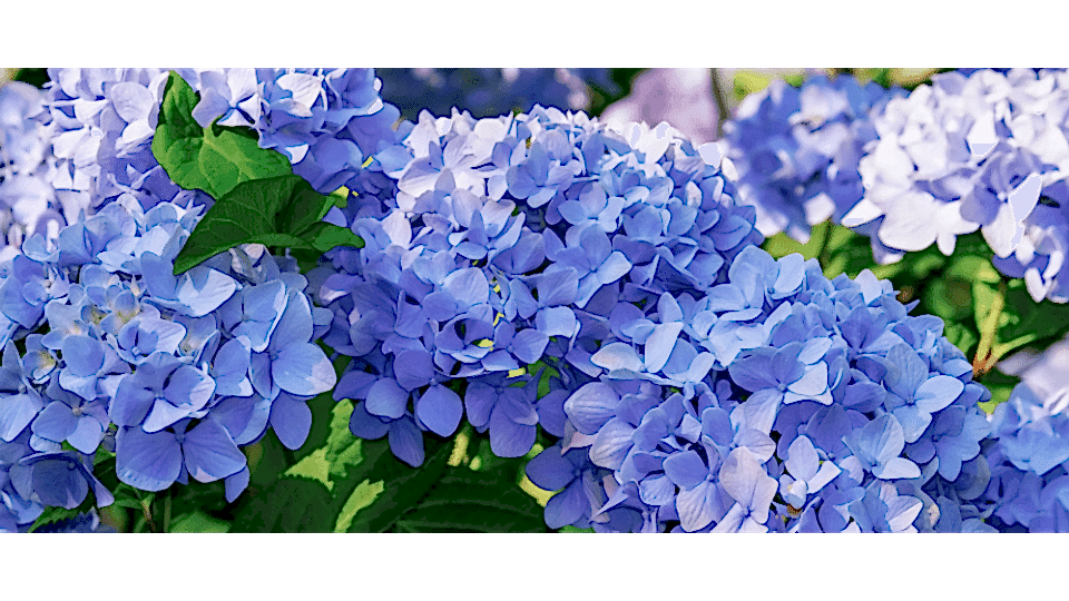 Ortanca Çiçeği Anlamı – (Hydrangea)