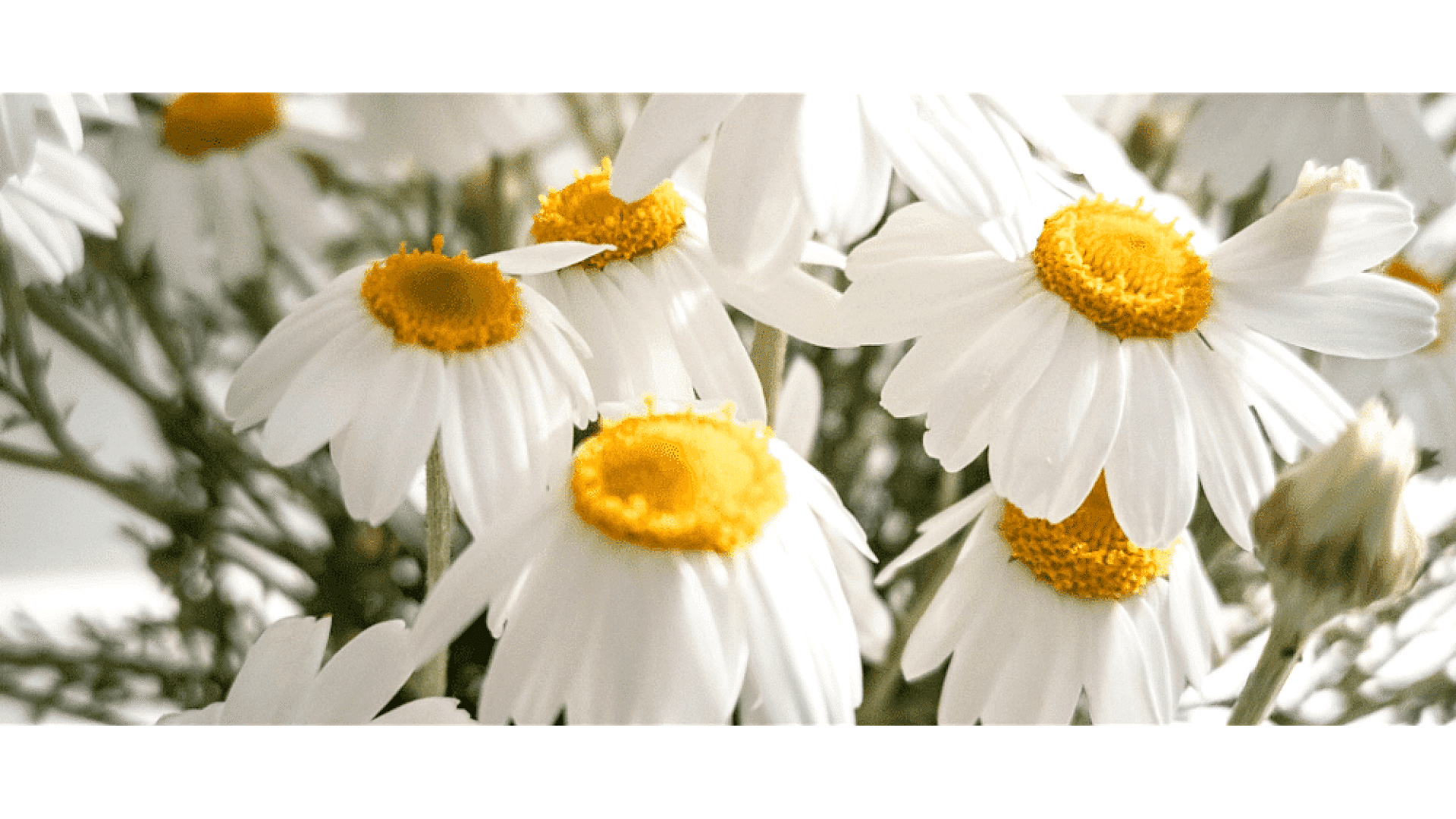 https://tipob9t.wwweees.com/image/cache/catalog/blog-image/papatya-cicegi-anlami-tipob9t.wwweees.com-2-1920x1080.png