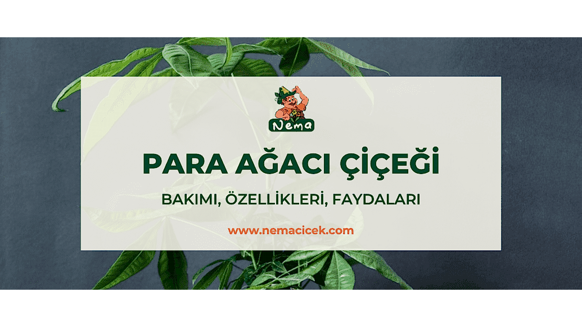 https://tipob9t.wwweees.com/image/cache/catalog/blog-image/para-agaci-cicegi-nemacicek-blog-1920x1080.png