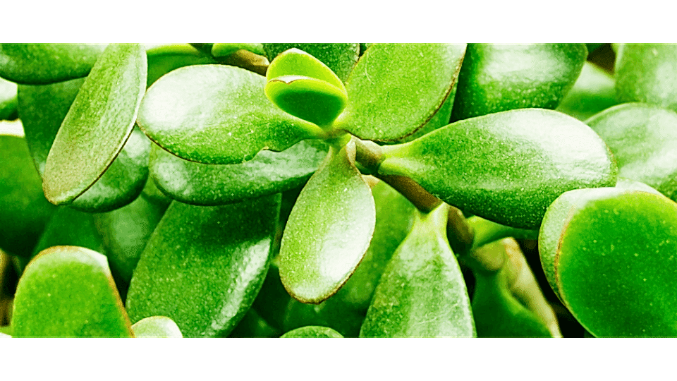 Para Çiçeği Anlamı – (Crassula Ovata)