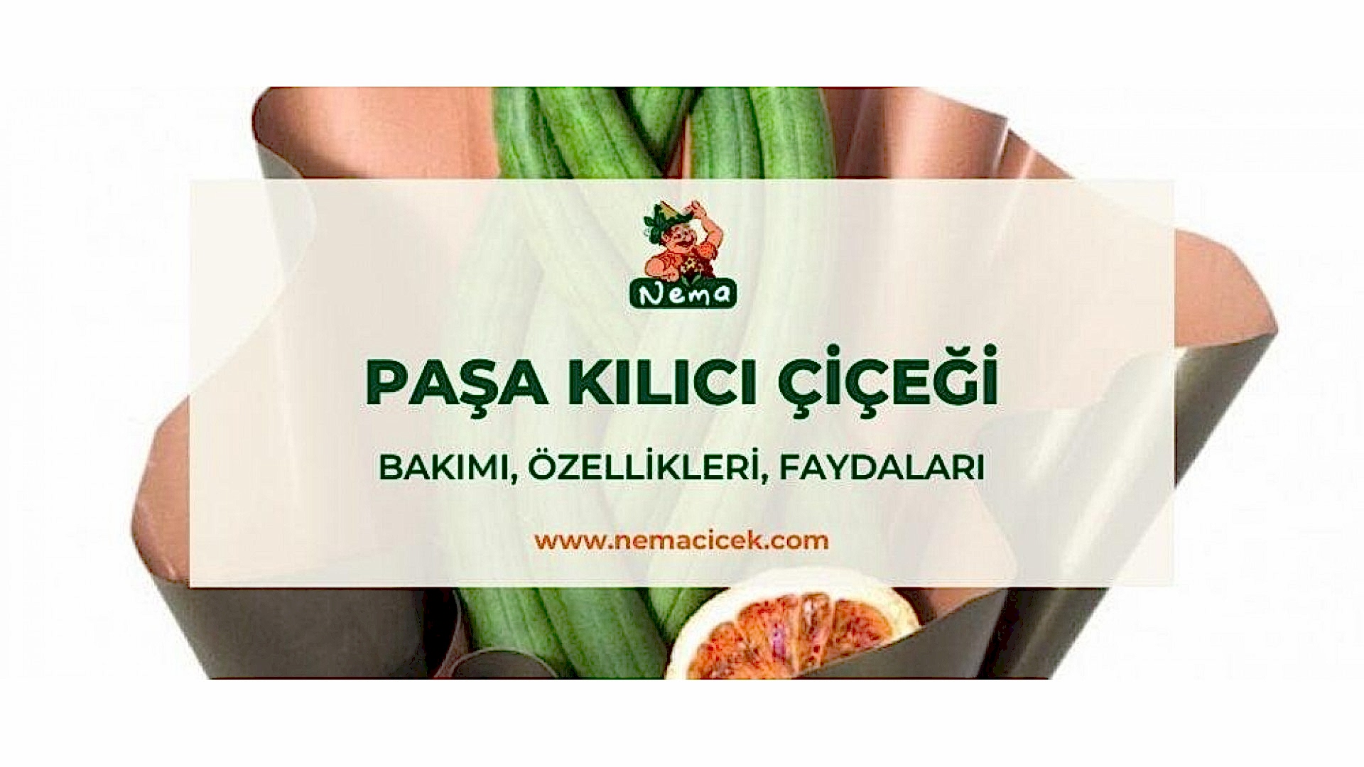 https://tipob9t.wwweees.com/image/cache/catalog/blog-image/pasa-kilici-cicegi-nemacicek-blog-1920x1080.jpg