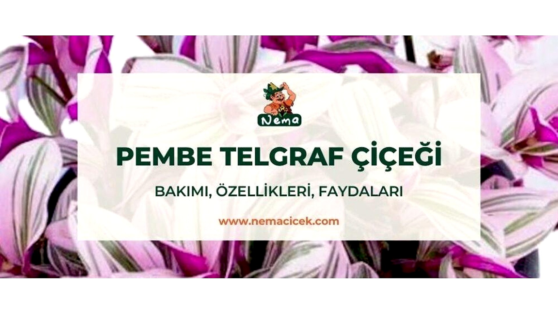 https://tipob9t.wwweees.com/image/cache/catalog/blog-image/pembe-telgraf-cicegi-nemacicek-blog-1920x1080.jpg