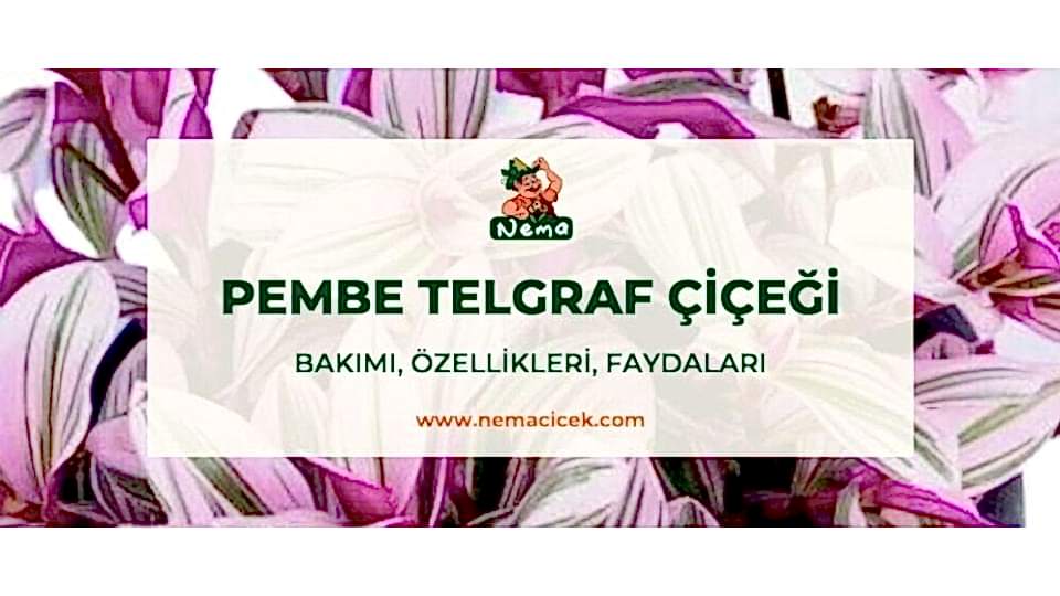 Pembe Telgraf Çiçeği (Tradescantia Nanouk) Bakımı, Özellikleri, Faydaları