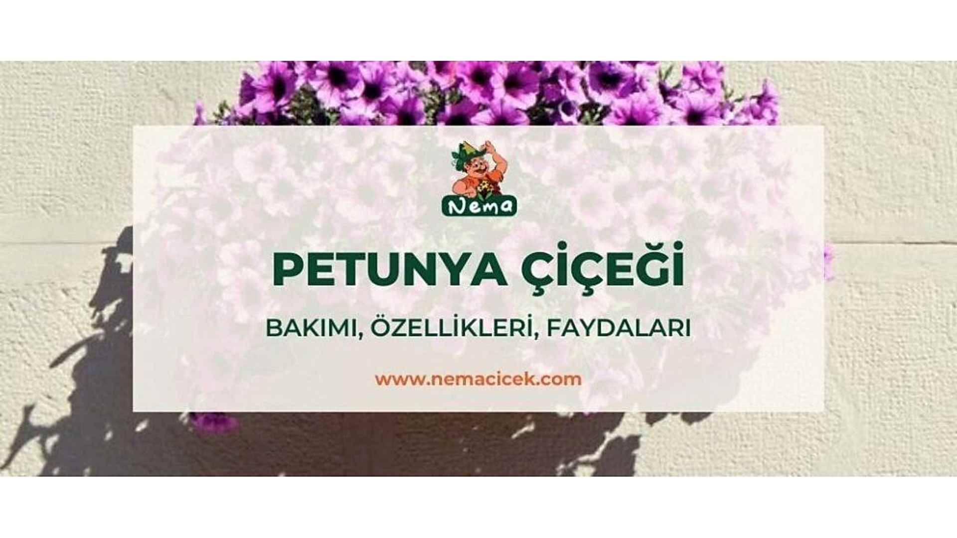 https://tipob9t.wwweees.com/image/cache/catalog/blog-image/petunya-cicegi-nemacicek-blog-1920x1080.jpg