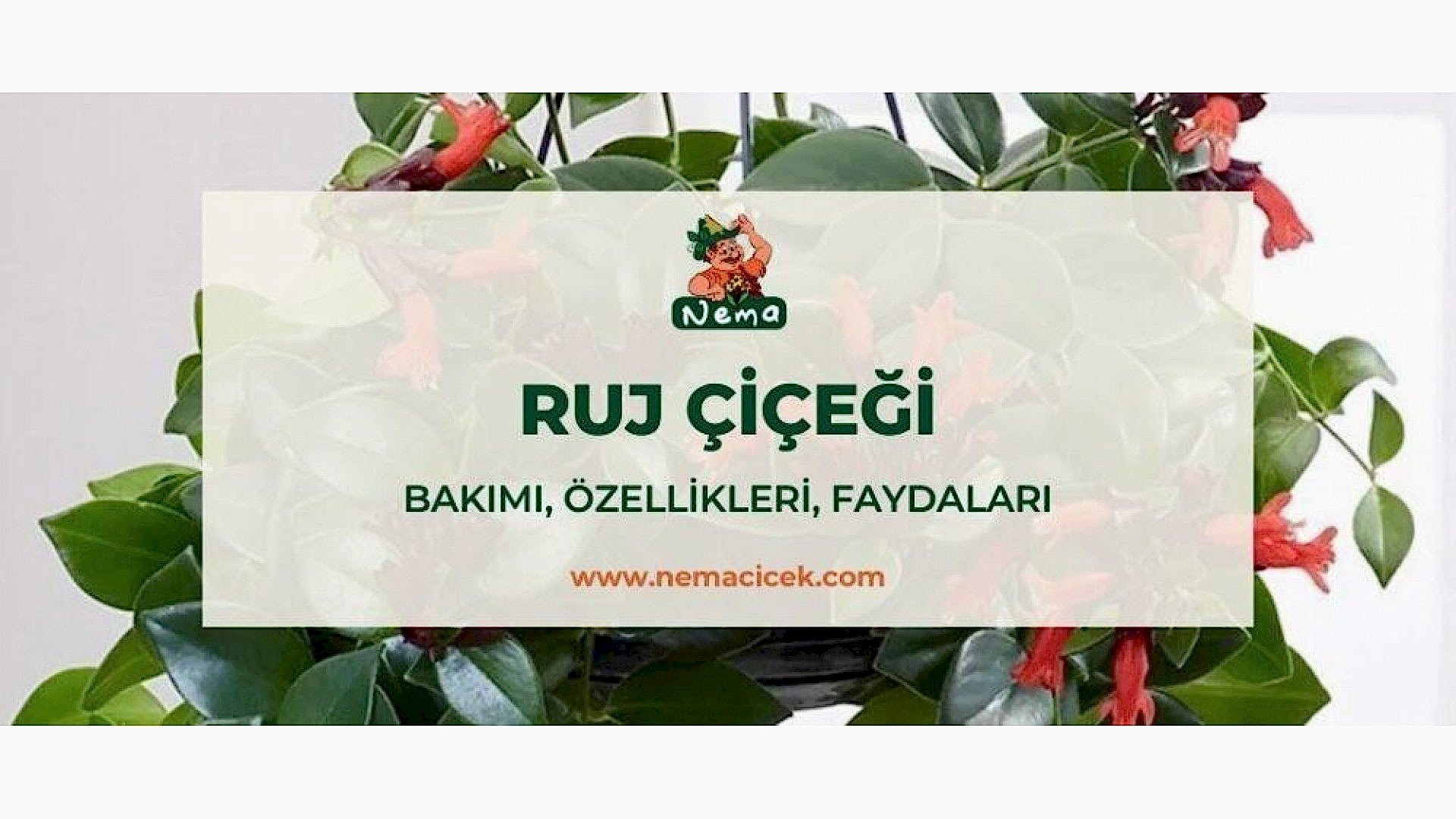 https://tipob9t.wwweees.com/image/cache/catalog/blog-image/ruj-cicegi-nemacicek-blog-1920x1080.jpg