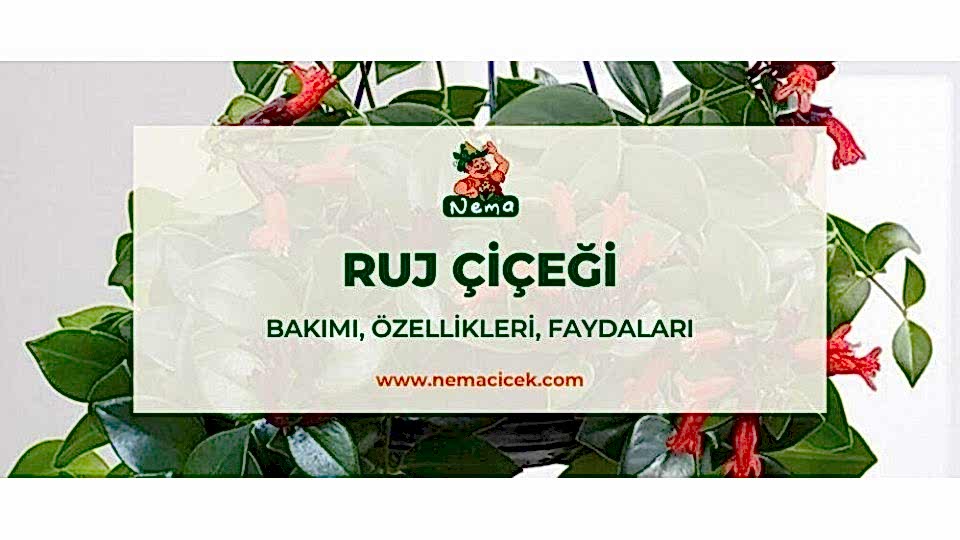 Ruj Çiçeği (Aeschynanthus) Bakımı, Özellikler, Faydaları