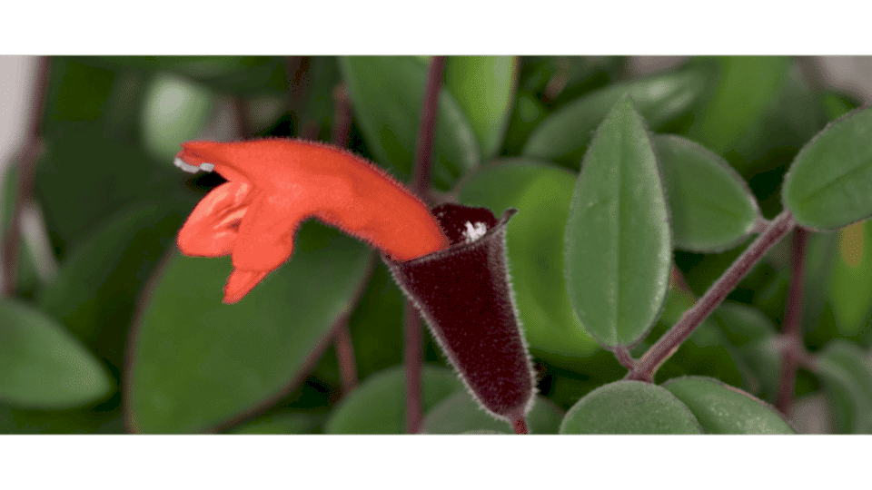 Ruj Çiçeği Anlamı – Aeschynanthus