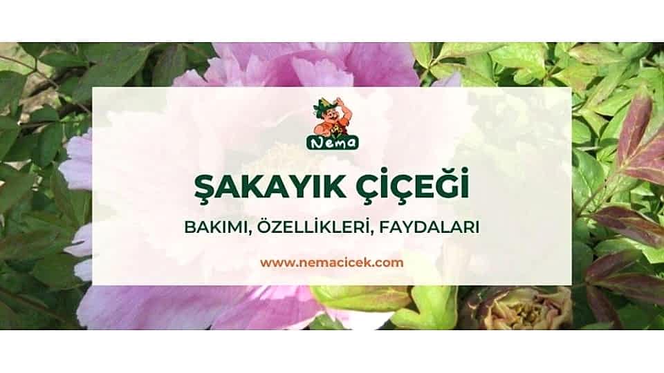 Şakayık Çiçeği (Paeonia) Bakımı, Özellikleri, Faydaları