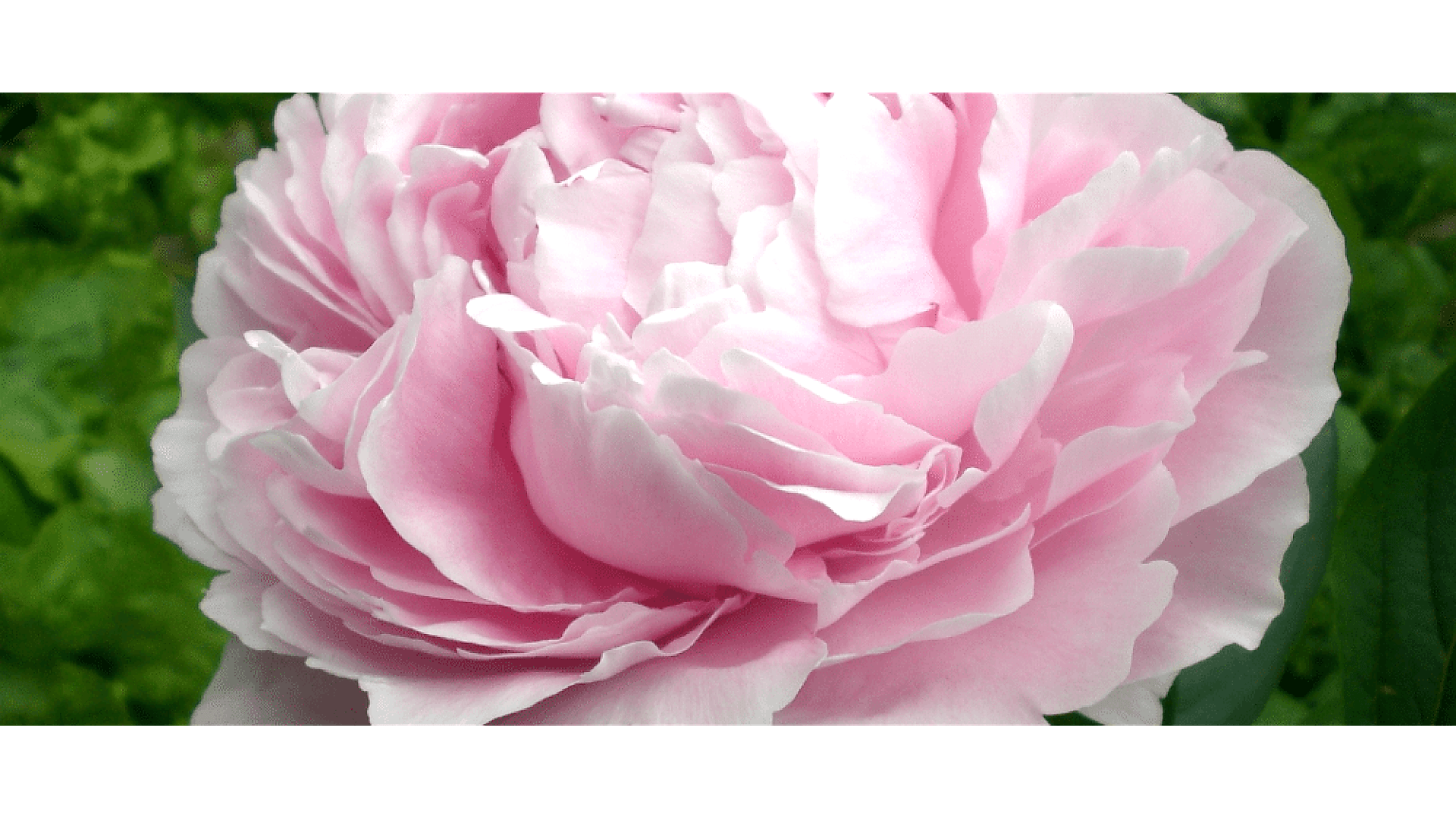 https://tipob9t.wwweees.com/image/cache/catalog/blog-image/sakayık-cicegi-tipob9t.wwweees.com_-1920x1080.png