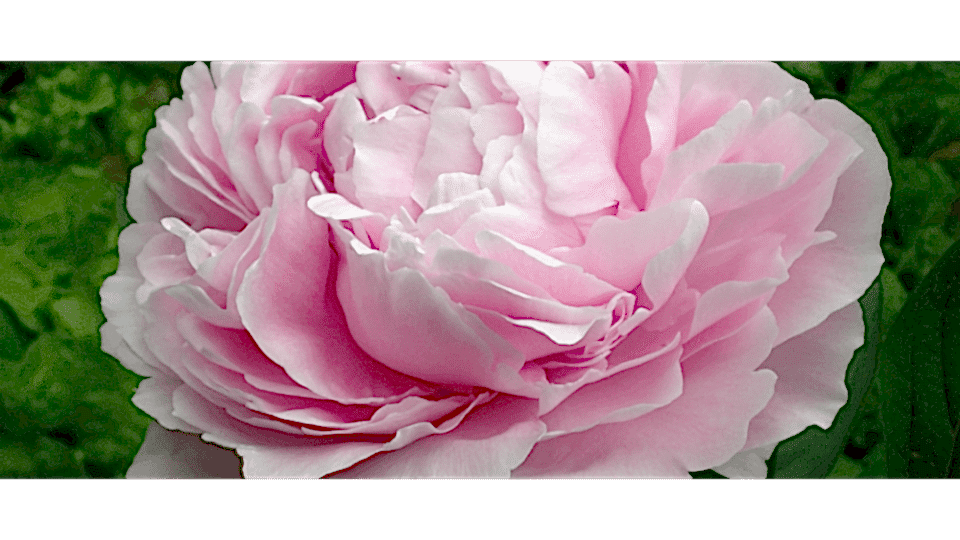 Şakayık Çiçeği Anlamı – (Paeonia)
