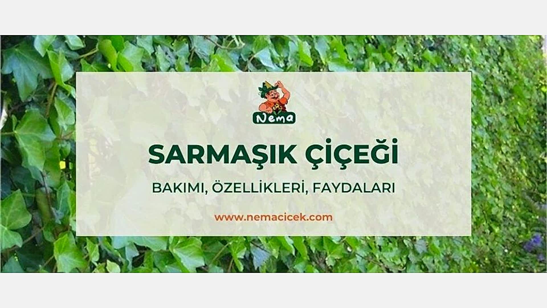 https://tipob9t.wwweees.com/image/cache/catalog/blog-image/sarmasik-cicegi-nemacicek-blog-1920x1080.jpg