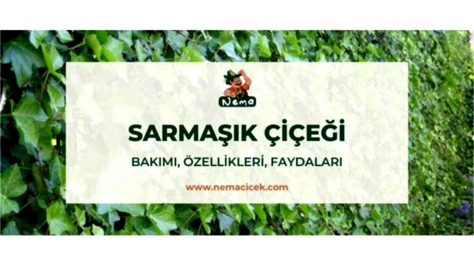 Sarmaşık Çiçeği (Hedera Helix) Bakımı, Özellikleri, Faydaları