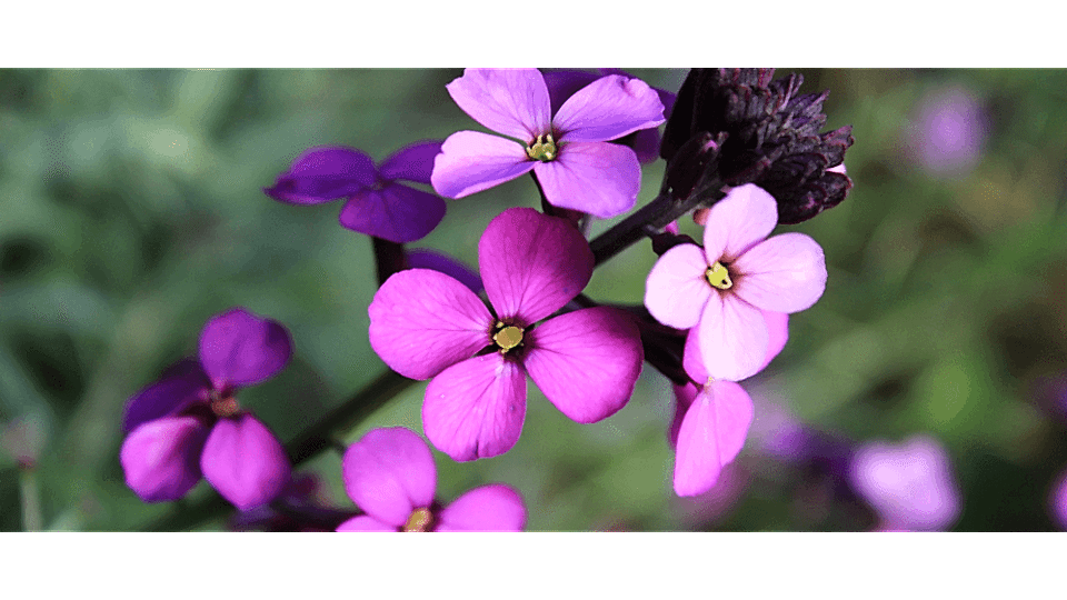 Şebboy Çiçeği Anlamı (Nicotiana Alata)