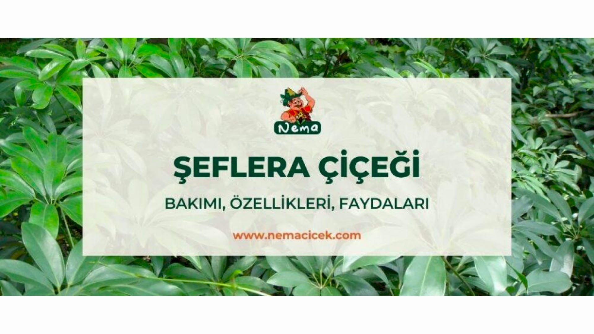 https://tipob9t.wwweees.com/image/cache/catalog/blog-image/seflera-cicegi-nemacicek-blog-1920x1080.jpg