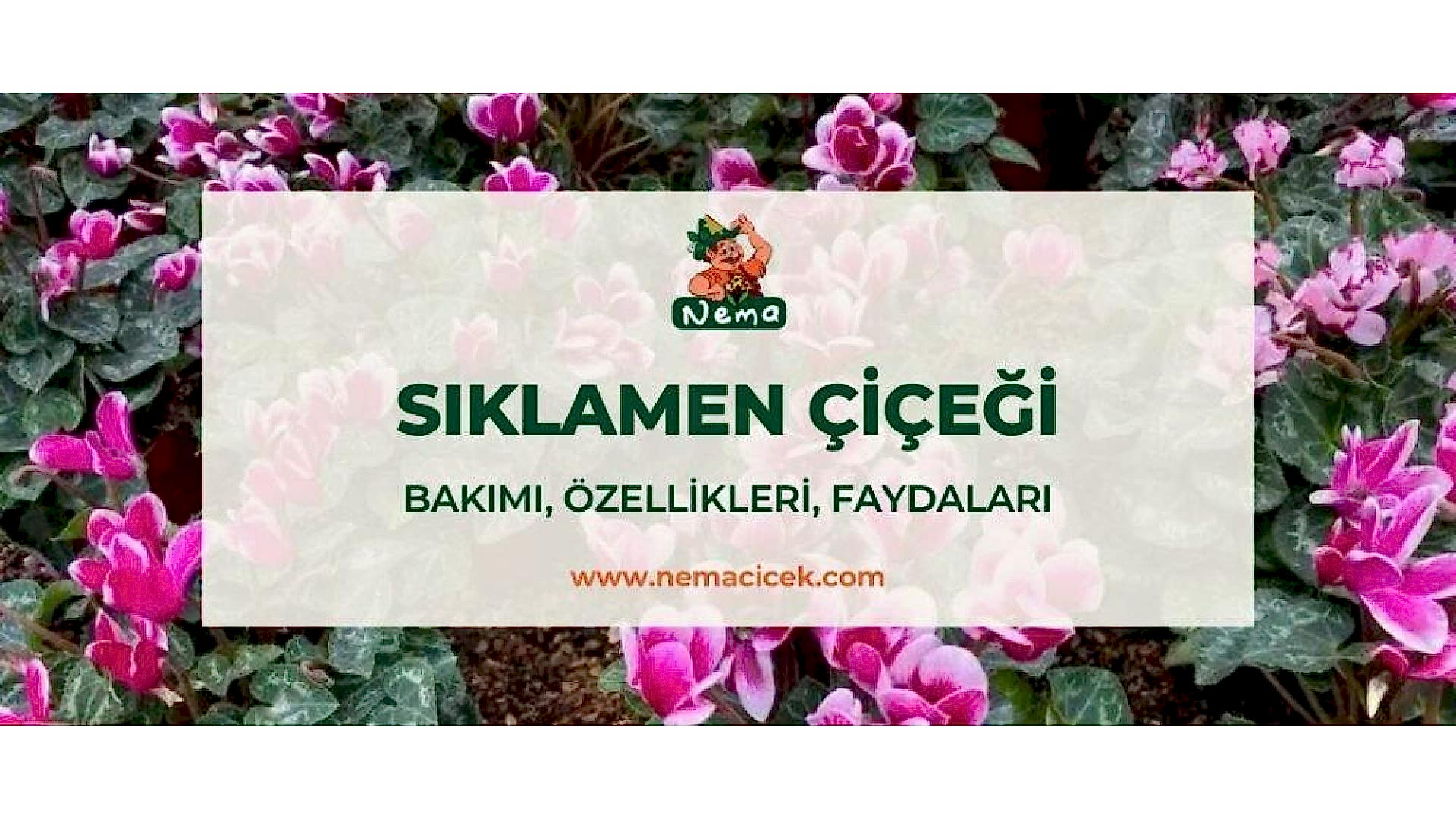 https://tipob9t.wwweees.com/image/cache/catalog/blog-image/siklamen-cicegi-nemacicek-blog-1920x1080.jpg