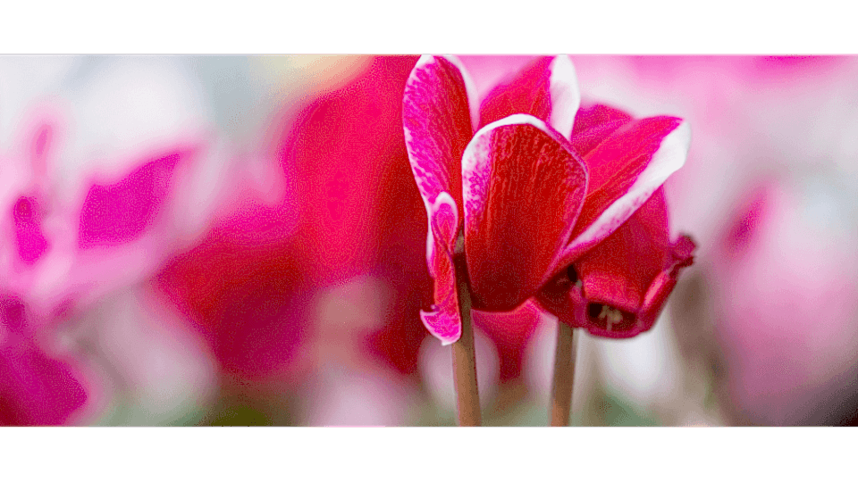 Sıklamen Çiçeği Anlamı – (Cyclamen)