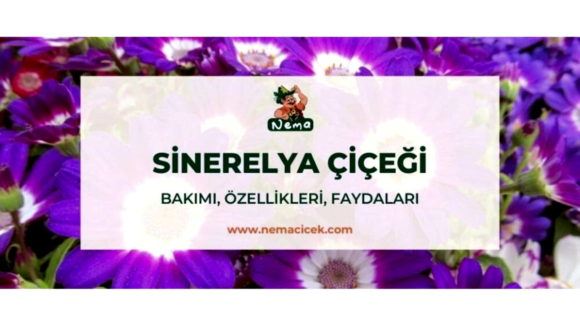 https://tipob9t.wwweees.com/image/cache/catalog/blog-image/sinerelya-cicegi-nemacicek-blog-1920x1080.jpg