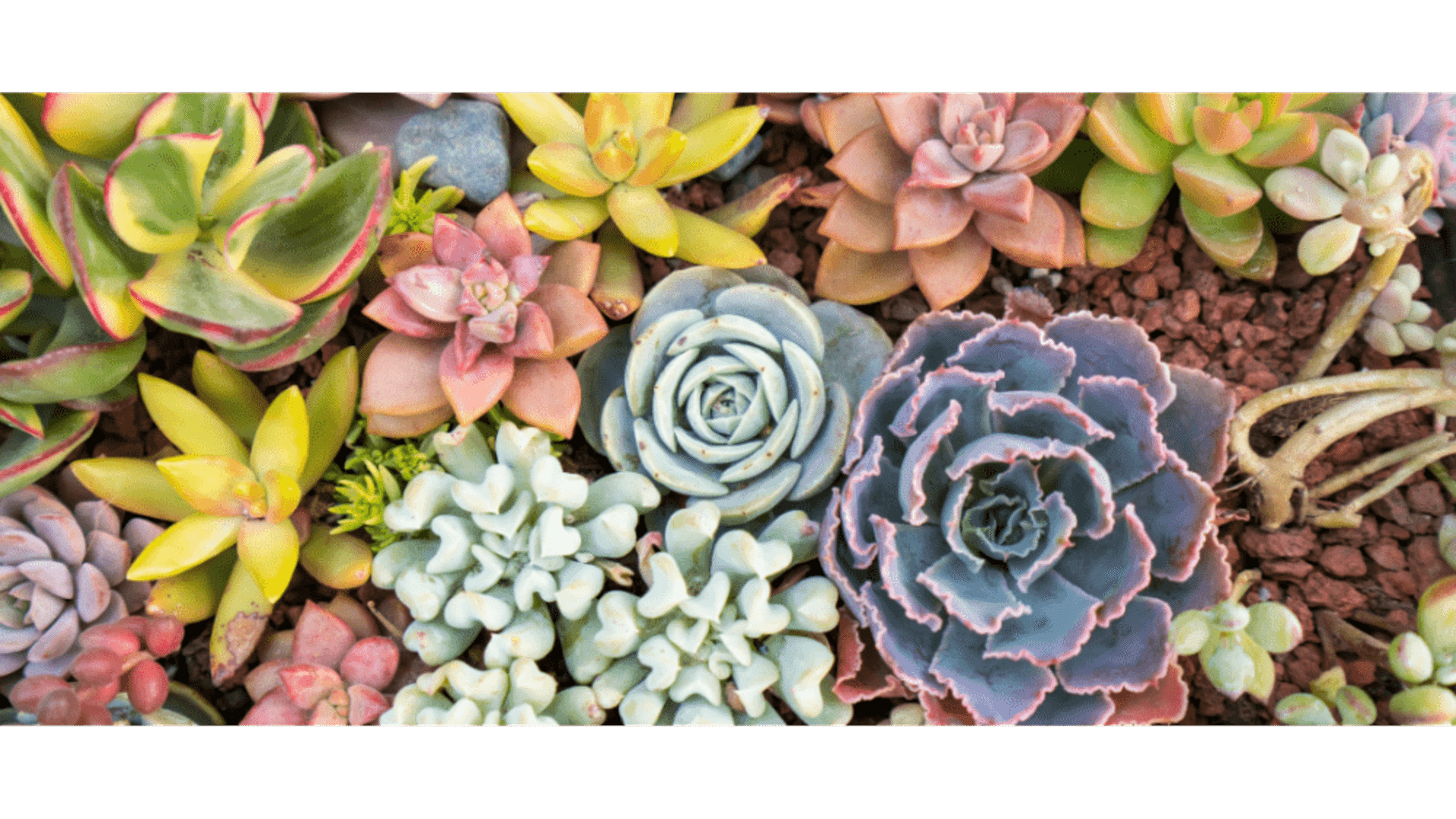 https://tipob9t.wwweees.com/image/cache/catalog/blog-image/sukulent-anlami-tipob9t.wwweees.com-5-1920x1080.png