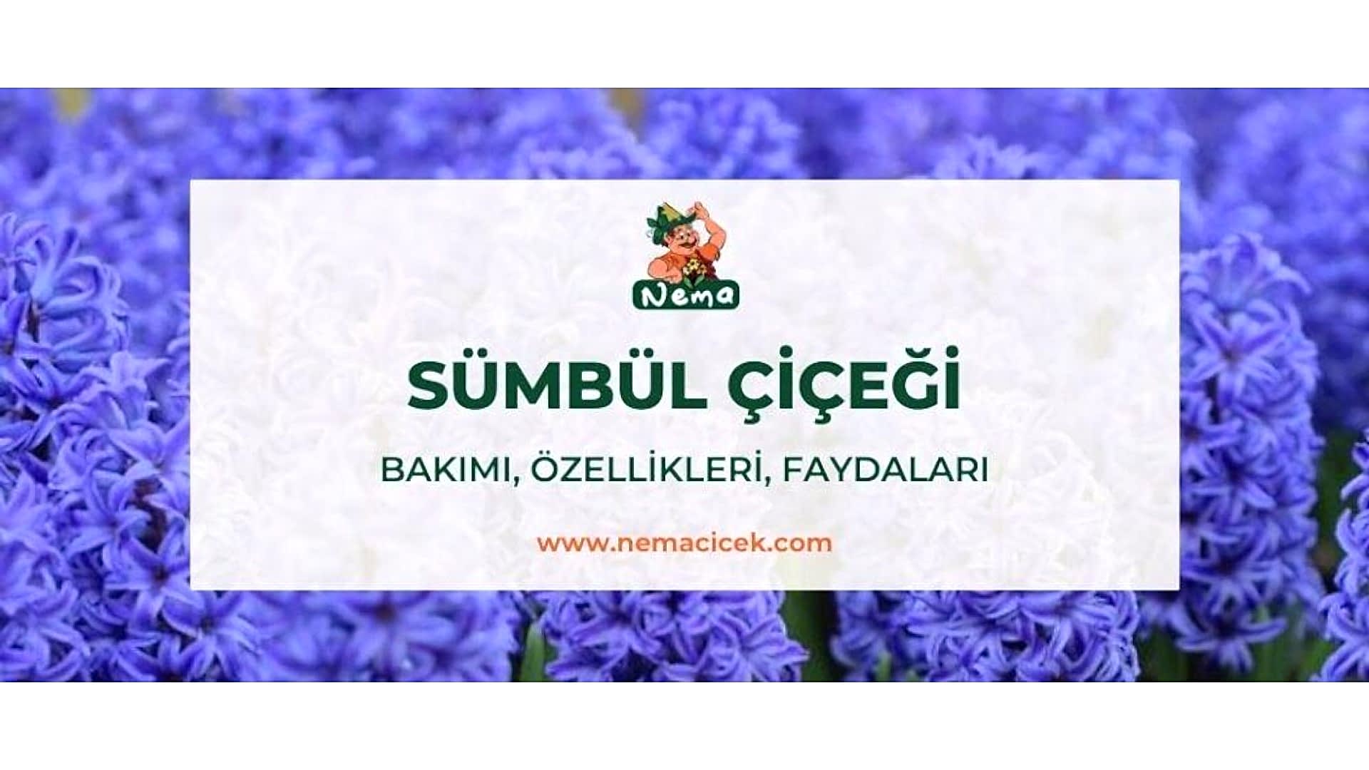 https://tipob9t.wwweees.com/image/cache/catalog/blog-image/sumbul-cicegi-nemacicek-blog-1920x1080.jpg