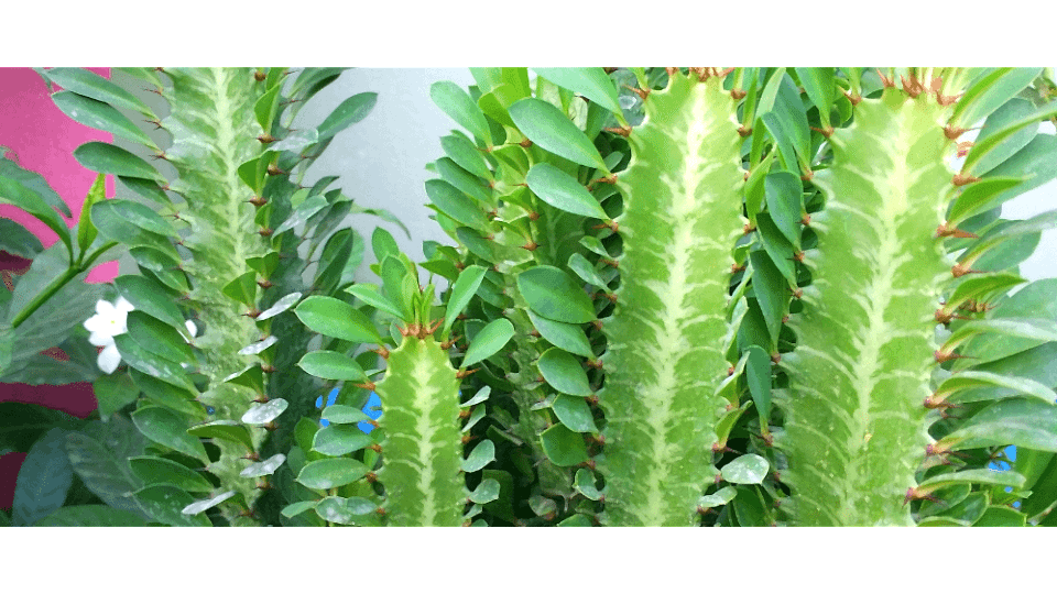 Süt Ağacı Anlamı - (Euphorbia Trigona)