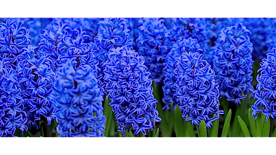 Sümbül Çiçeği Anlamı – (Hyacinthus)
