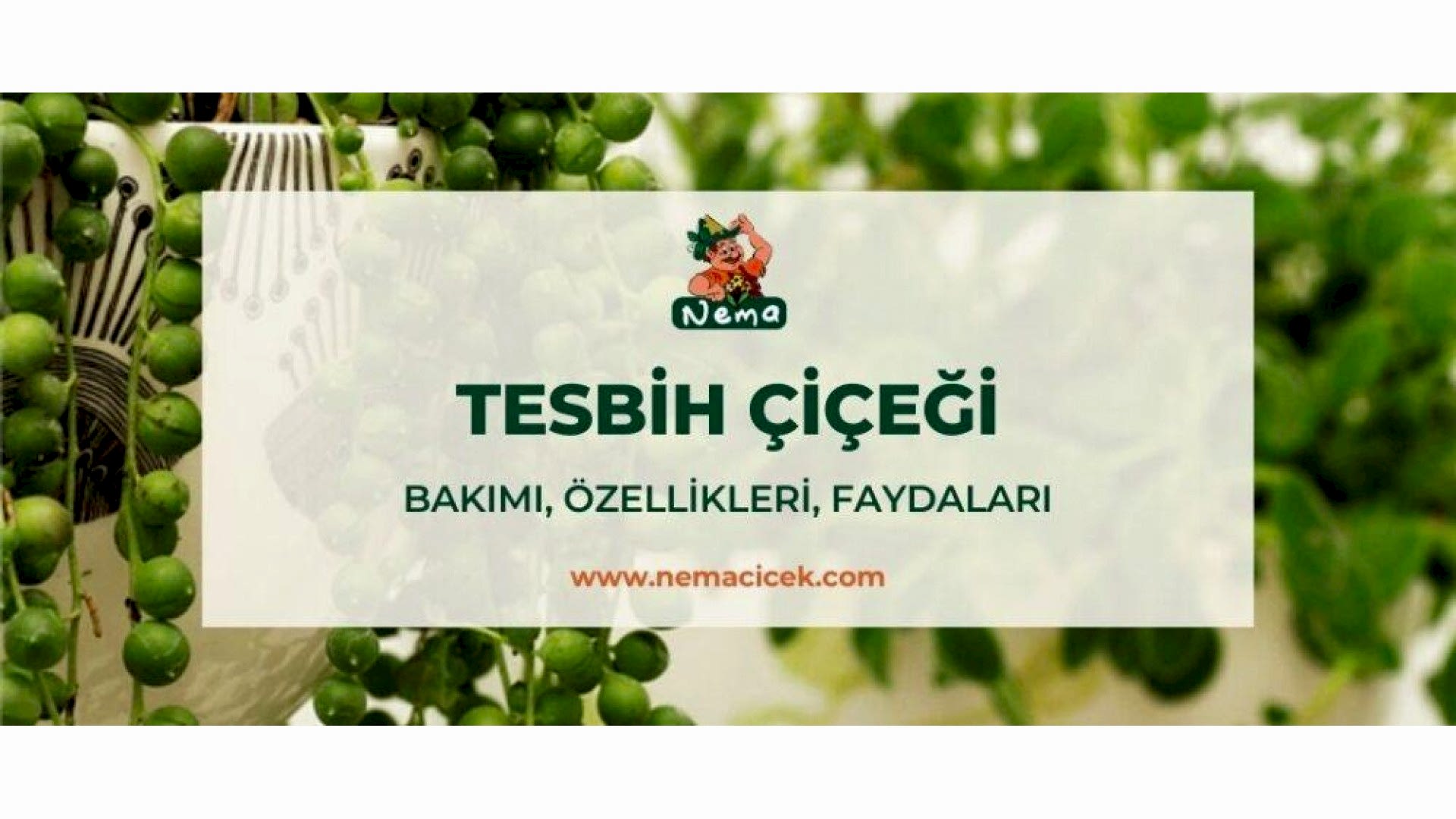 https://tipob9t.wwweees.com/image/cache/catalog/blog-image/tesbih-cicegi-nemacicek-blog-1920x1080.jpg