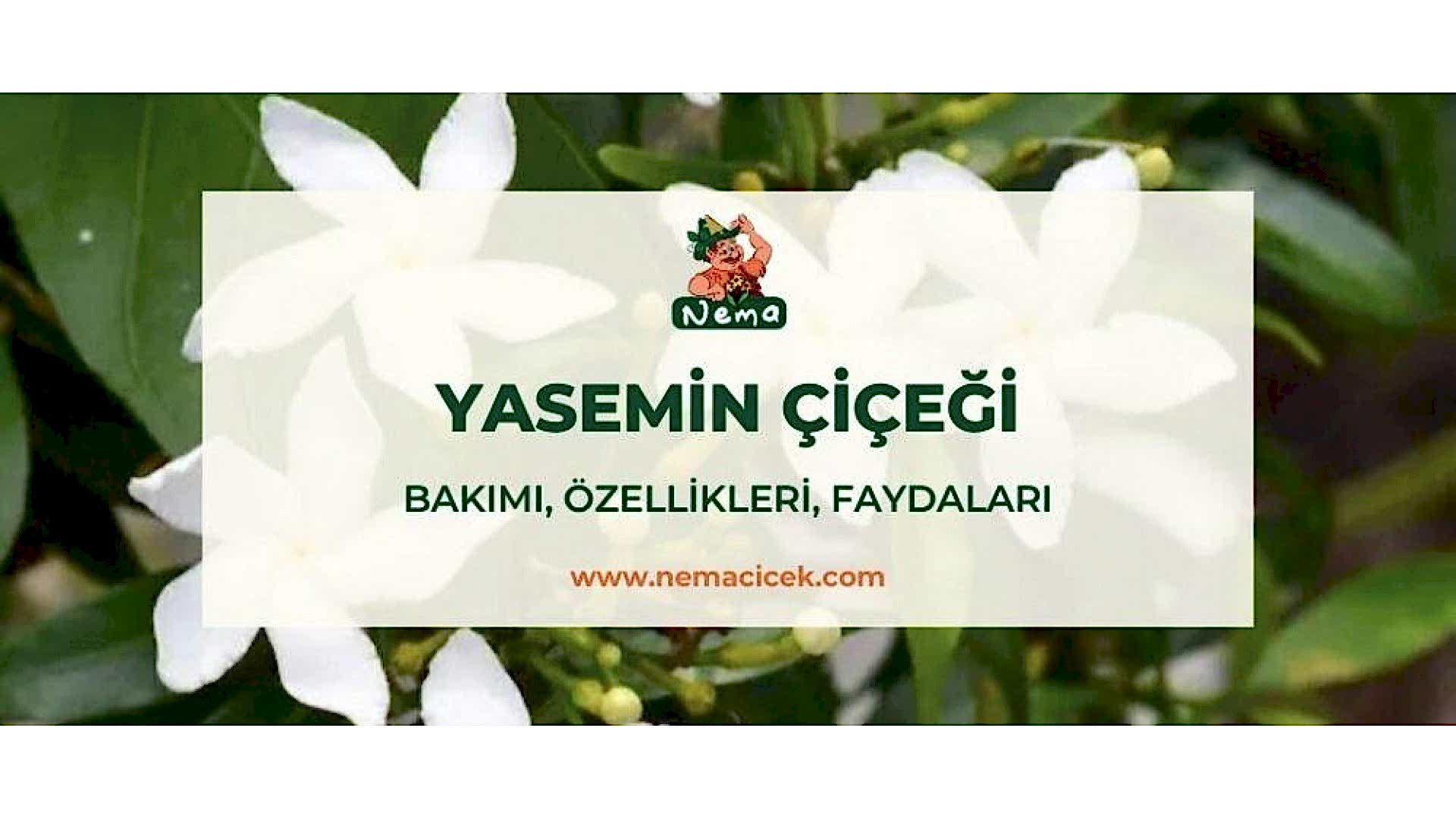 https://tipob9t.wwweees.com/image/cache/catalog/blog-image/yasemin-cicegi-nemacicek-blog-1920x1080.jpg