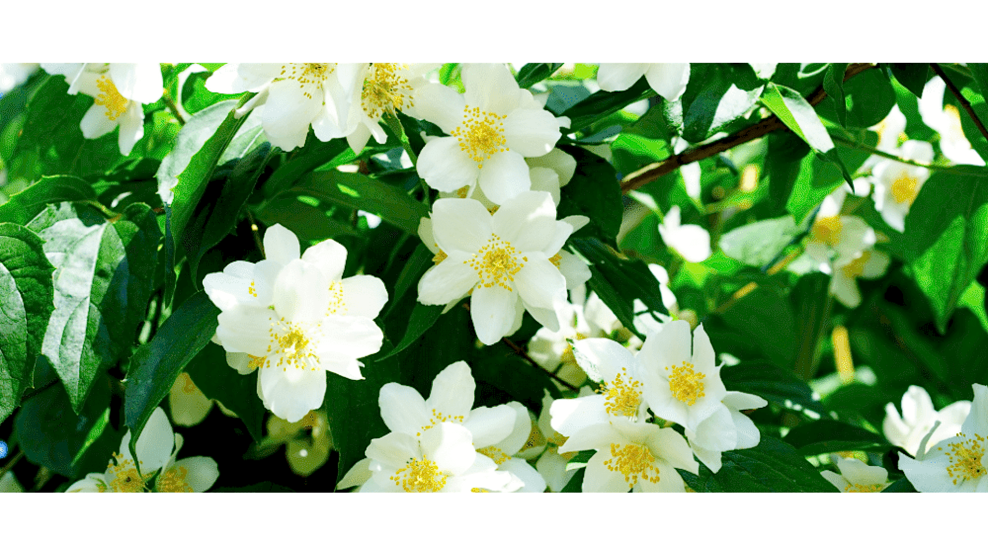 https://tipob9t.wwweees.com/image/cache/catalog/blog-image/yasemin-cicegi-tipob9t.wwweees.com-20-1920x1080.png