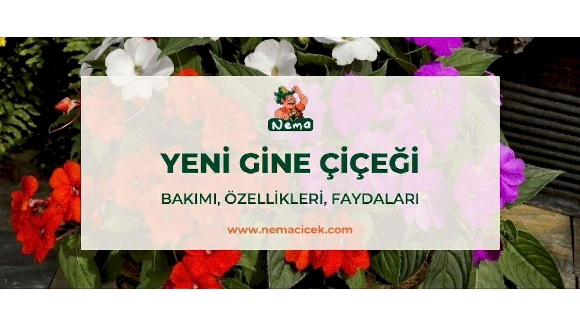 https://tipob9t.wwweees.com/image/cache/catalog/blog-image/yeni-gine-cicegi-nemacicek-blog-1920x1080.jpg