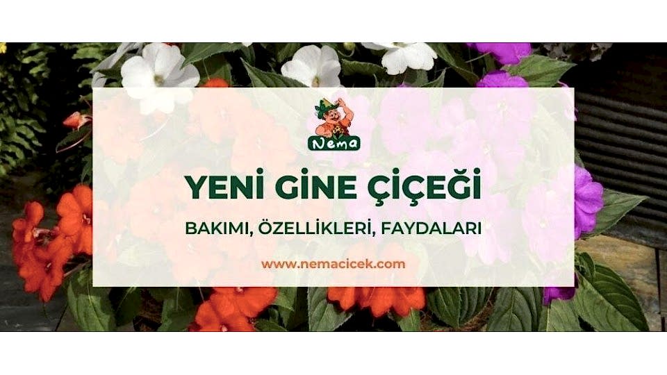 Yeni Gine Çiçeği (Impatiens Walleriana) Bakımı, Özellikleri, Faydaları, Anlamı