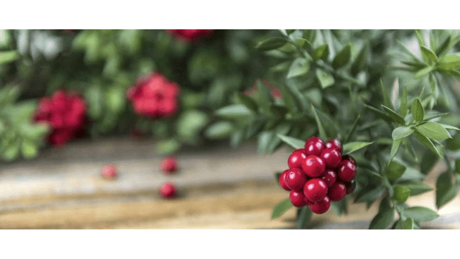 https://tipob9t.wwweees.com/image/cache/catalog/blog-image/yilbasi-cicegi-anlami-tipob9t.wwweees.com-23-1920x1080.png