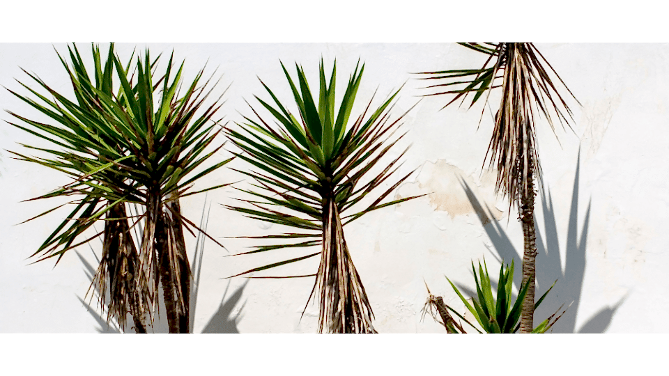 Yuka Çiçeği Anlamı - (Yucca)