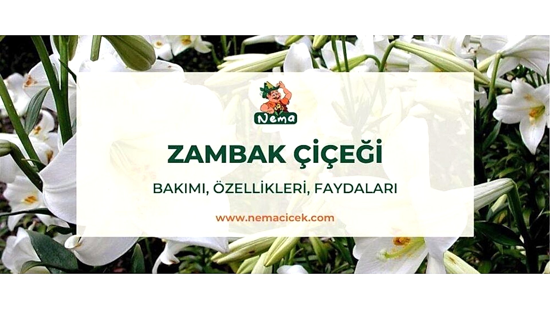 https://tipob9t.wwweees.com/image/cache/catalog/blog-image/zambakcicegi-nemacicek-blog-1920x1080.jpg