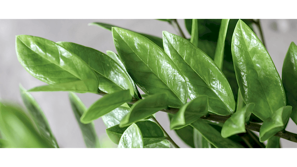 Zeze Çiçeği Anlamı - (Zamioculcas Zamiifolia)