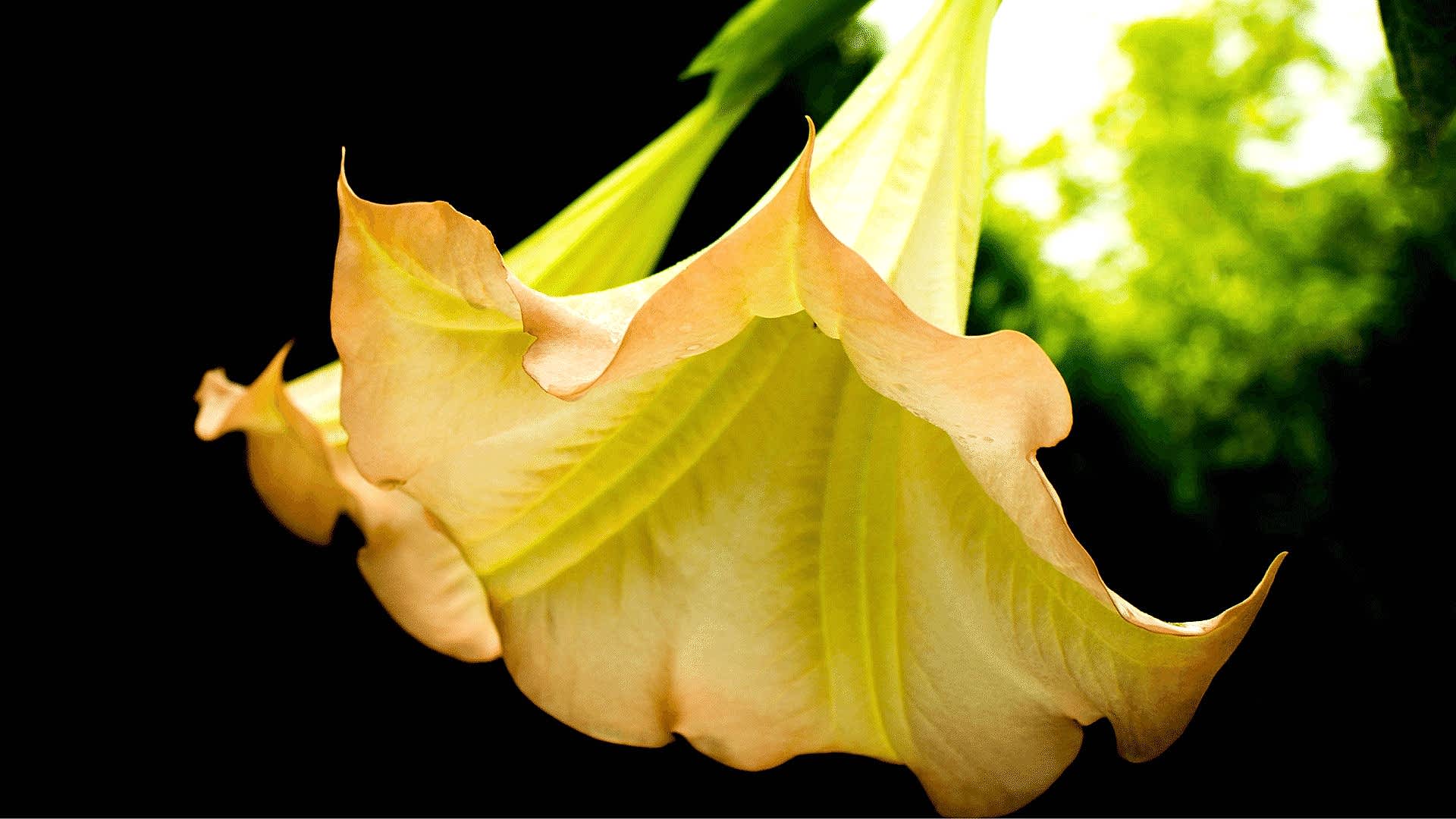 https://tipob9t.wwweees.com/image/cache/catalog/boru-cicegi-anlami--datura-stramonium-1920x1080.jpg