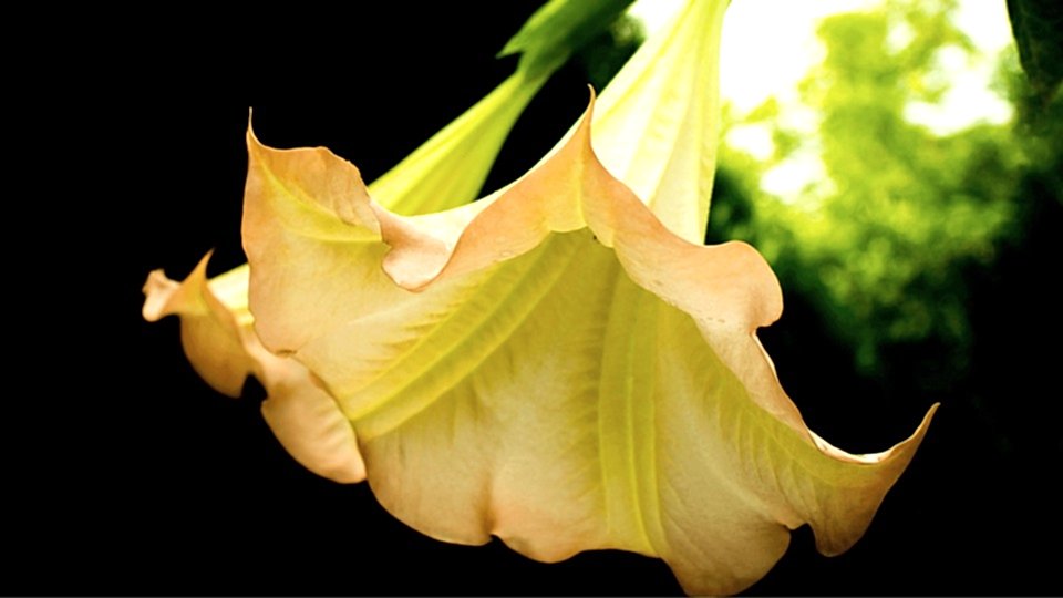 Boru Çiçeği Anlamı - Şeytan Elması - Datura Stramonium