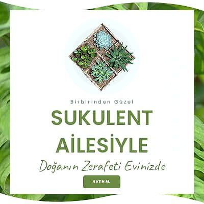 Sukulent