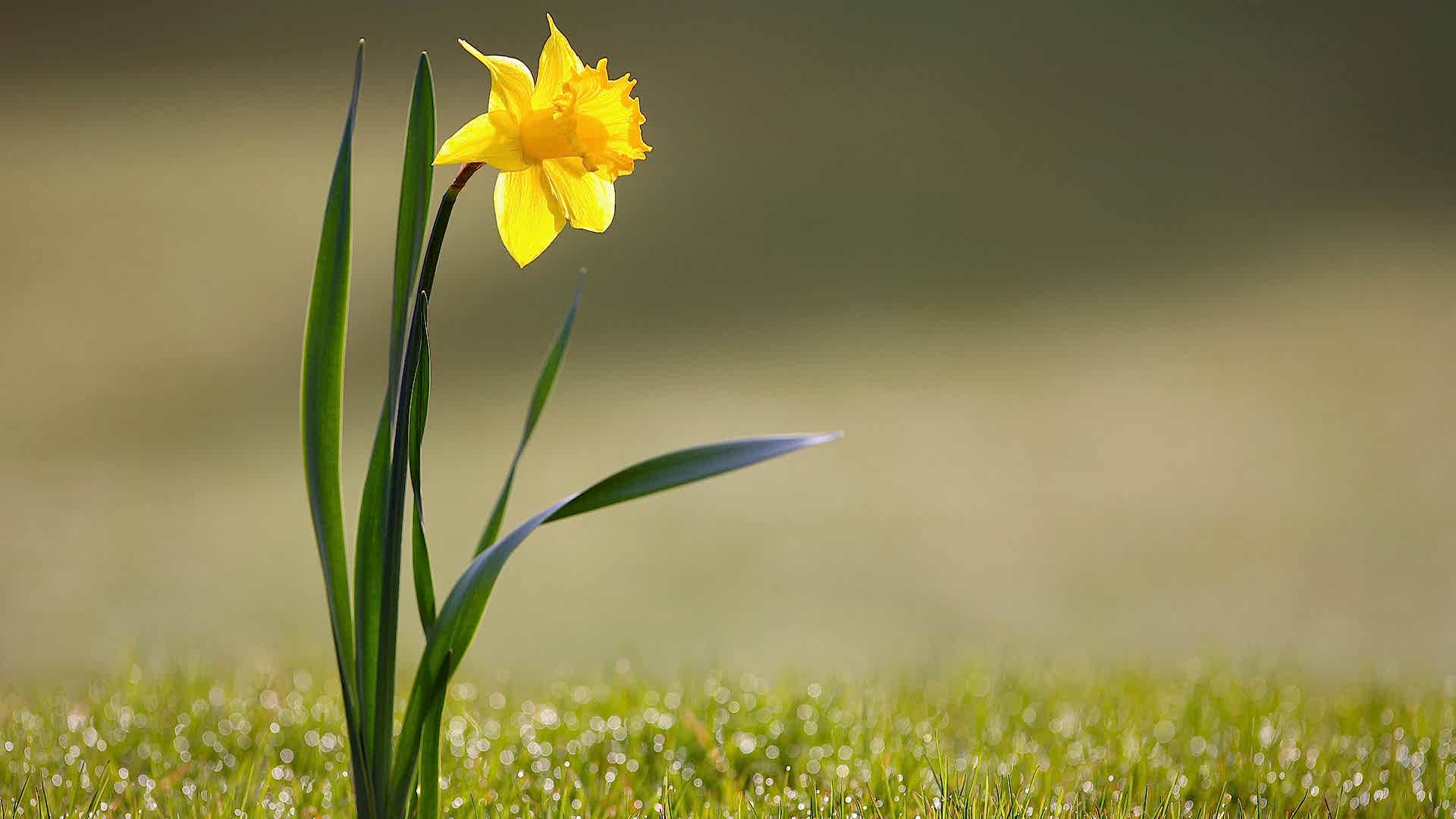 https://tipob9t.wwweees.com/image/cache/catalog/nergis-cicegi-anlami-narcissus-1920x1080.jpg