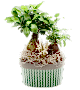Bonsai