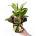 Aglaonema - Lemon Mint