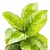Aglaonema - Lemon Mint