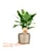 Aglaonema Maria - Bakır Maya