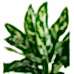 Aglaonema Maria - Bakır Maya